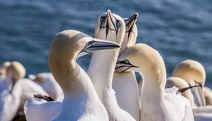 抚顺伴游，定制QQ：3494206190微信：act1322