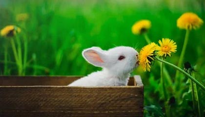 抚顺伴游，定制QQ：3494206190微信：act1322